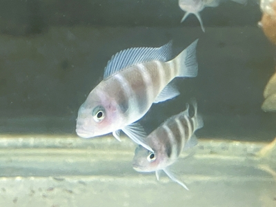 アフリカンシクリッド | 熱帯魚通販フォレスト